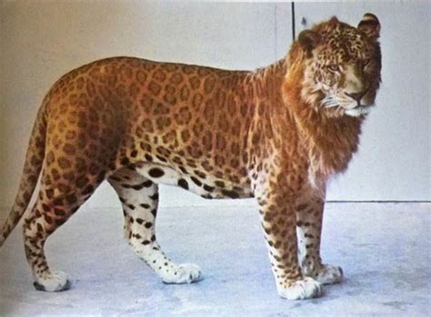 leopard and lion hybrid